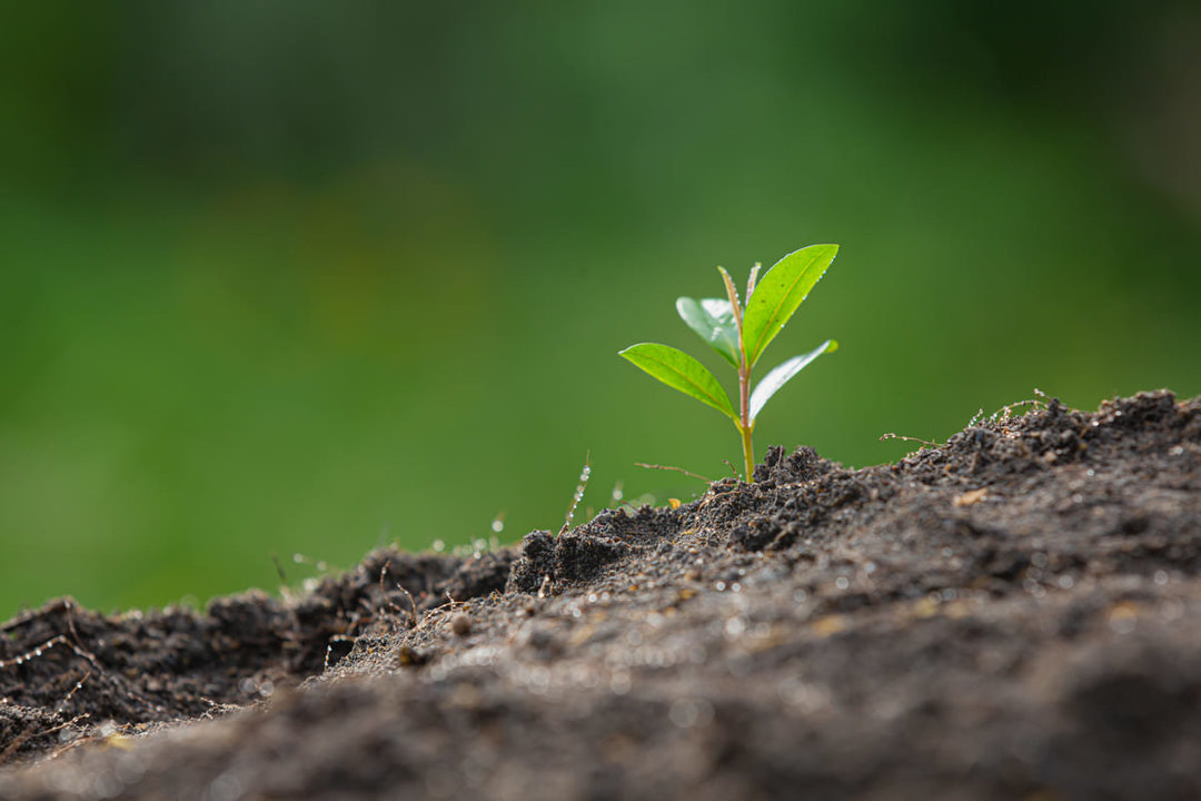  Consejos básicos de cultivo que debes conocer 