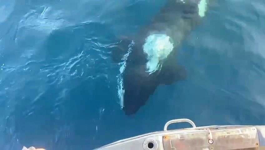 Un grupo de orcas ‘ataca’ un velero en Ceuta